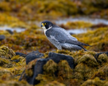 peregrine030211 Peregrine Langness, Isle of Man