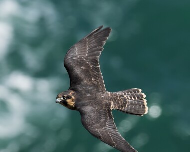 peregrine040715 Peregrine Douglas, Isle of Man