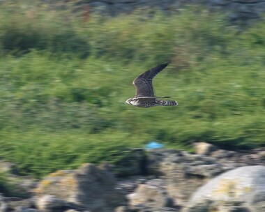 peregrine11 Peregrine Langness, Isle of Man