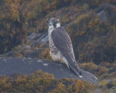 peregrine12 Peregrine Langness, Isle of Man