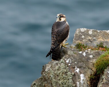 peregrine150717 Peregrine Douglas, Isle of Man