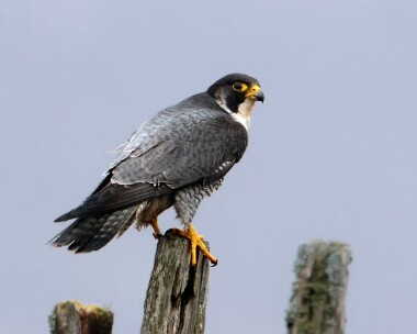 peregrine160411 Peregrine Druidale, Isle of Man
