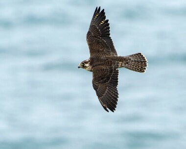 peregrine160925bs Peregrine Kenidjack, Cornwall