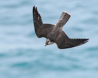 peregrine160925s Peregrine Kenidjack, Cornwall