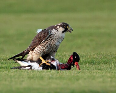 peregrine171209 Peregrine Castletown, Isle of Man