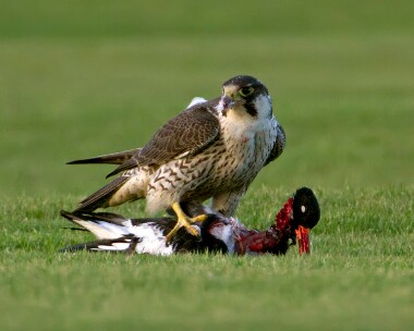 peregrine171209b Peregrine Castletown, Isle of Man