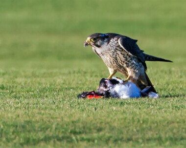 peregrine171209c Peregrine Castletown, Isle of Man
