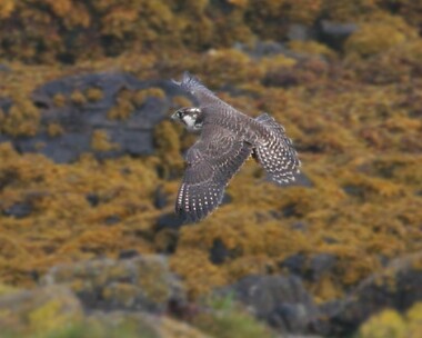 peregrine21 Peregrine Langness, Isle of Man