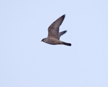 peregrine23 Peregrine Rue Point, Isle of Man