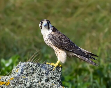 peregrine240911 Peregrine Langness, Isle of Man