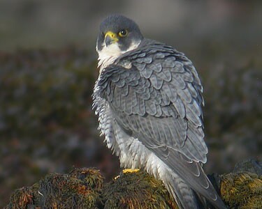 peregrine8 Peregrine Langness, Isle of Man