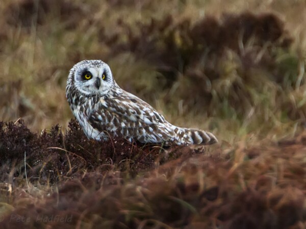 Short-eared Owl