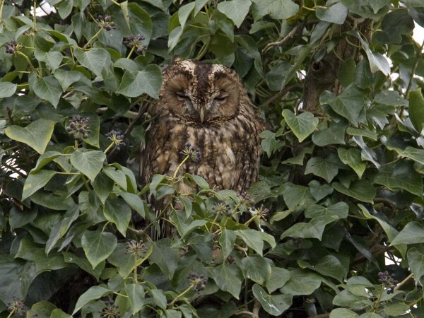 Tawny Owl
