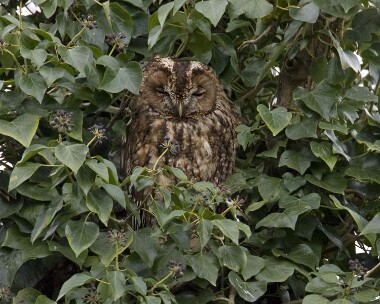 tawnyowl210208 Tawny Owl Moore Nr, Cheshire