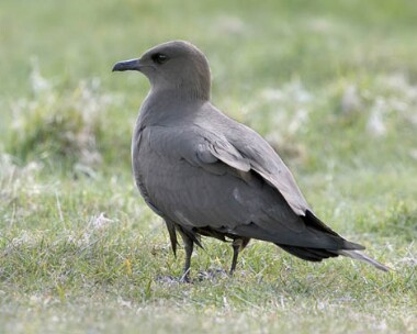 arcticskua Arctic Skua Langness, Isle of Man