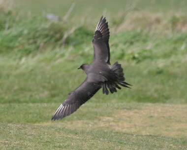 arcticskua1 Arctic Skua Langness, Isle of Man