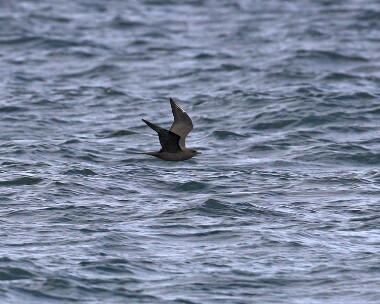 arcticskua130507 Arctic Skua Ballaghennie, Isle of Man (Record shot)