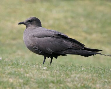 arcticskua2 Arctic Skua Langness, Isle of Man