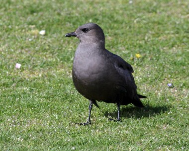 arcticskua3 Arctic Skua Langness, Isle of Man
