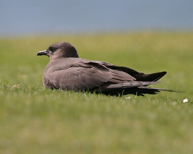 arcticskua4 Arctic Skua Langness, Isle of Man
