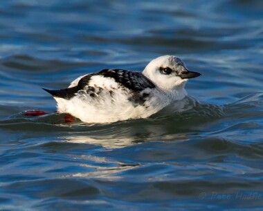 blackguillemot040114 Black Guillemot Point of Ayre, Isle of Man