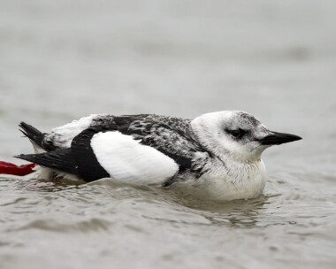 blackguillemot050114b