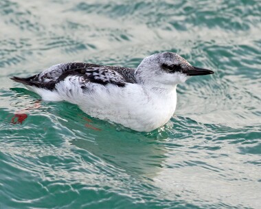 blackguillemot111211 Black Guillemot Peel, Isle of Man