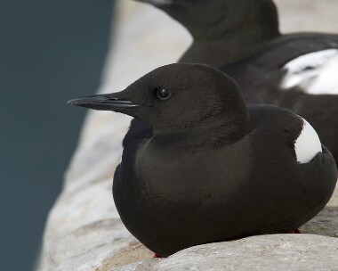 blackguillemot190408 Black Guillemot Peel, Isle of Man