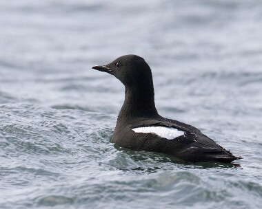blackguillemot190408b Black Guillemot Peel, Isle of Man