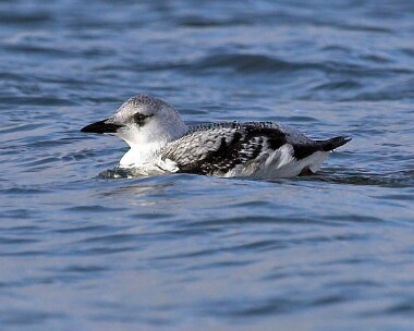 blackguillemot20061206d Black Guillemot Derbyhaven Bay, Isle of Man