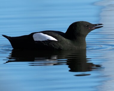blackguillemot210315 Black Guillemot Peel, Isle of Man