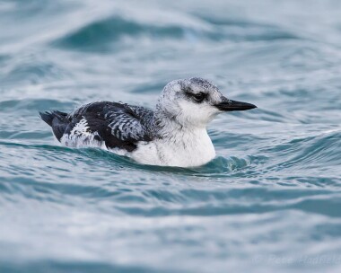 blackguillemot221213 Black Guillemot Derbyhaven Bay, Isle of Man