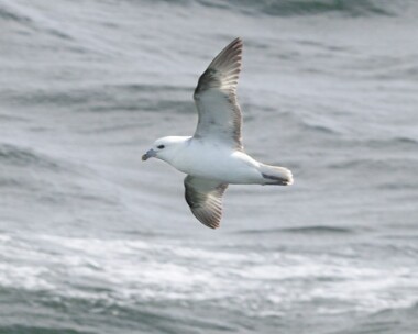 fulmar Fulmar Peel, Isle of Man