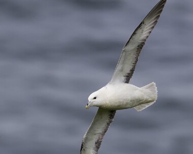 fulmar060609 Fulmar Glen Maye, Isle of Man