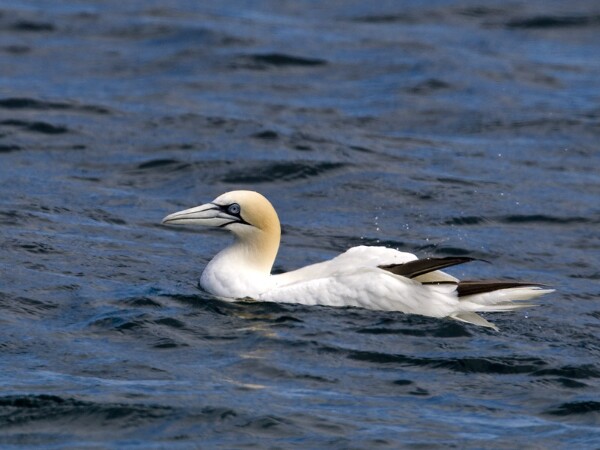 Gannet