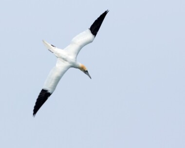 gannet080516 Gannet Ballaghennie, Isle of Man
