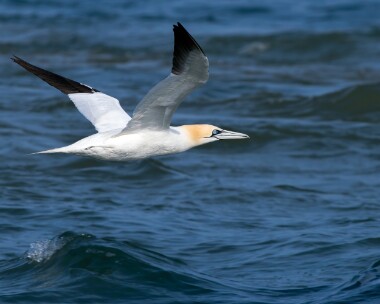 gannet200326 Gannet Point of Ayre, Isle of Man
