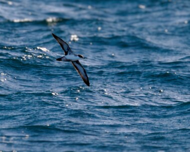 greatshear170924s Great Shearwater Off Lands end, Cornwall