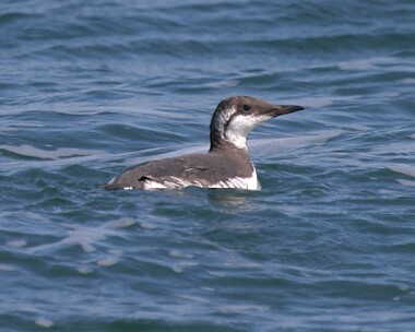 guillemot Guillemot Point of Ayre, Isle of Man
