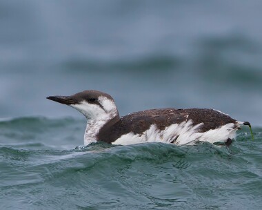 guillemot110910 Guillemot Point of Ayre, Isle of Man
