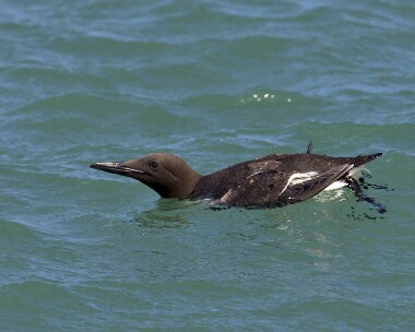 guillemot250508 Guillemot Smeale, Isle of Man