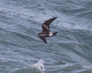 leachs Leach's Petrel Peel, Isle of Man