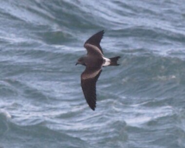 leachs2 Leach's Petrel Peel, Isle of Man