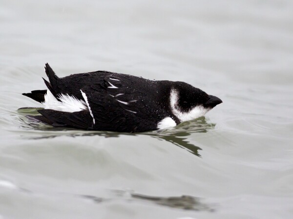 Little Auk