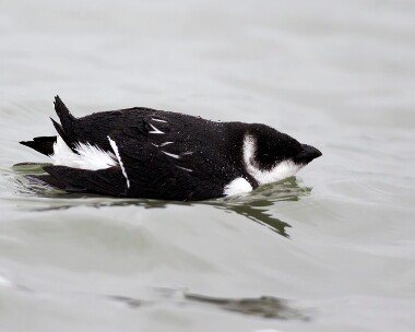 littleauk050211 Little Auk Point of Ayre, Isle of Man