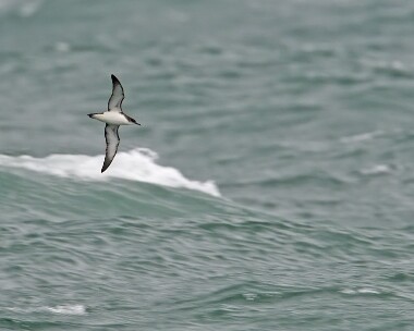 manxie060908 Manx Shearwater Point of Ayre, Isle of Man
