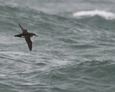 manxie060908b Manx Shearwater Point of Ayre, Isle of Man