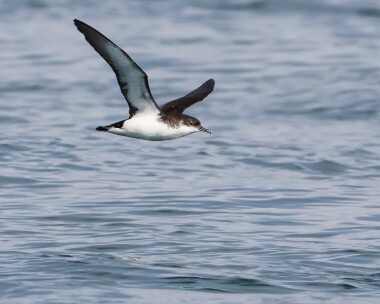 manxshearwater070712 Manx Shearwater Point of Ayre, Isle of Man