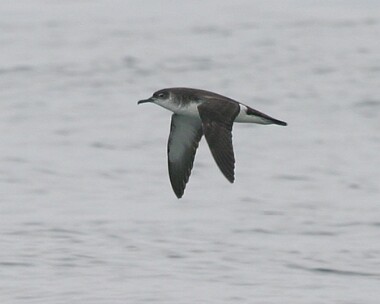 manxshearwater10 Manx Shearwater Point of Ayre, Isle of Man