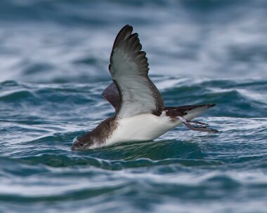 manxshearwater110910 Manx Shearwater Point of Ayre, Isle of Man